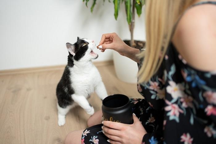 tuxedo cat eating treats