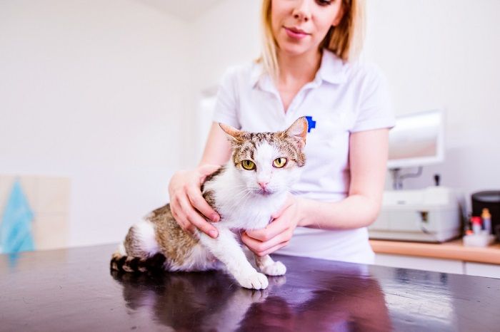 veterinarian holding cat