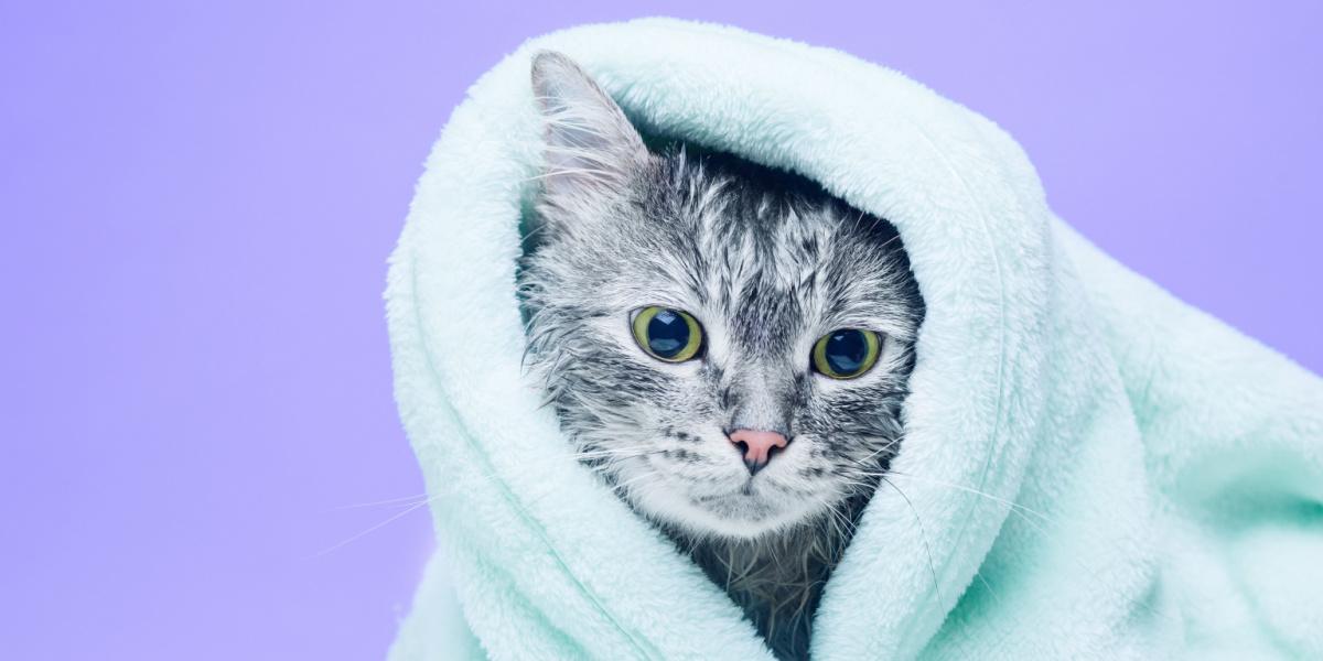 wet gray tabby after bath