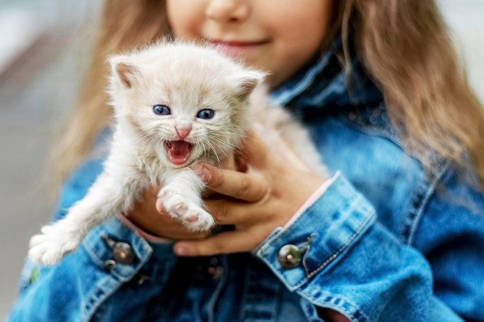 white kitten meows in the arms of a girl