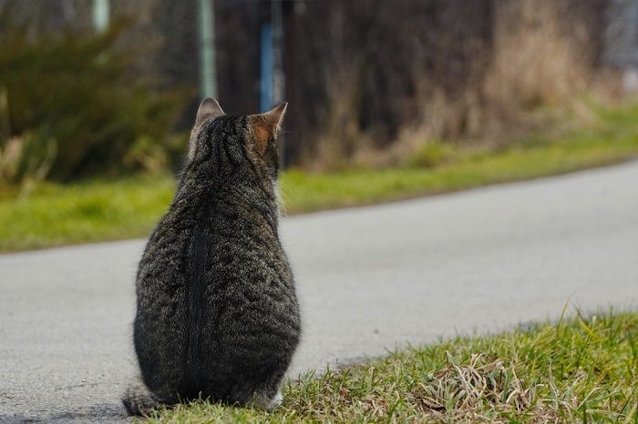 A gray striped cat sits back