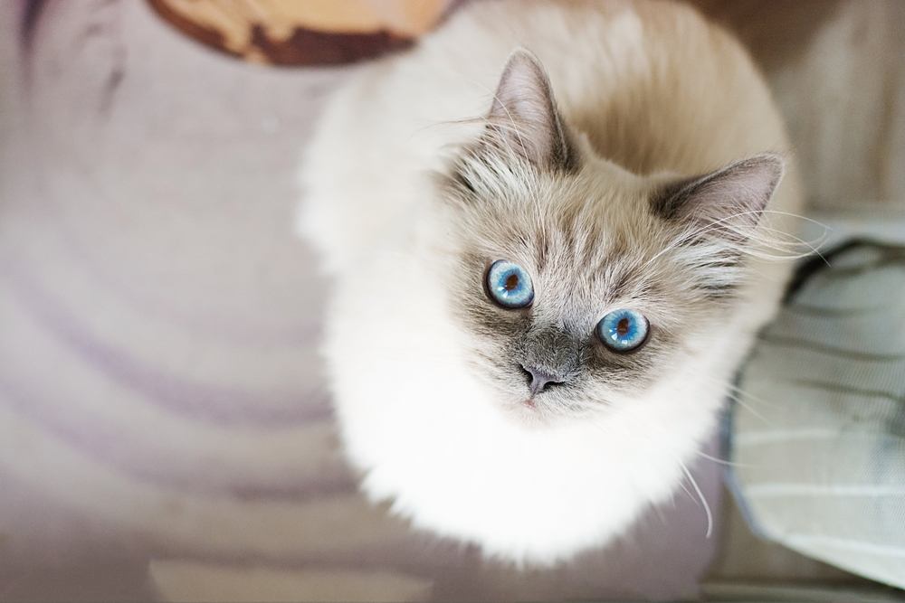 A white cat in a crouching position with a wide eyed surprised