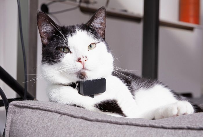 Black and white cat with tracker