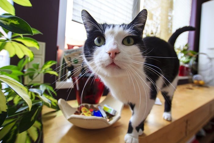 Curious funny tabby cat 