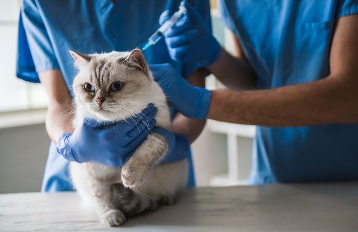 Cute blue-eyed cat is lying on the table while veterinarians are doing an injection