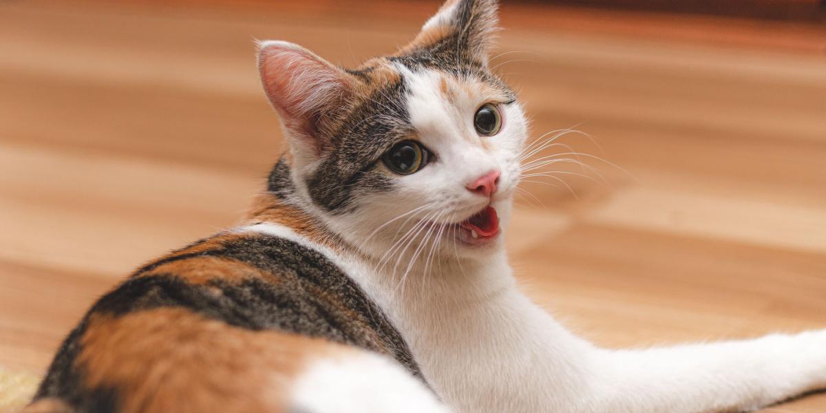 Cute colorful kitten lying on the floor