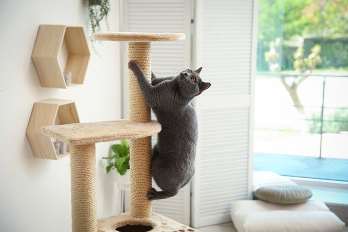 Cute pet on cat tree at home