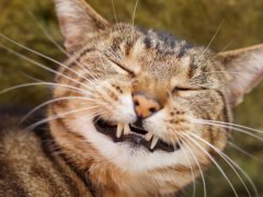 Happy smiling tabby cat