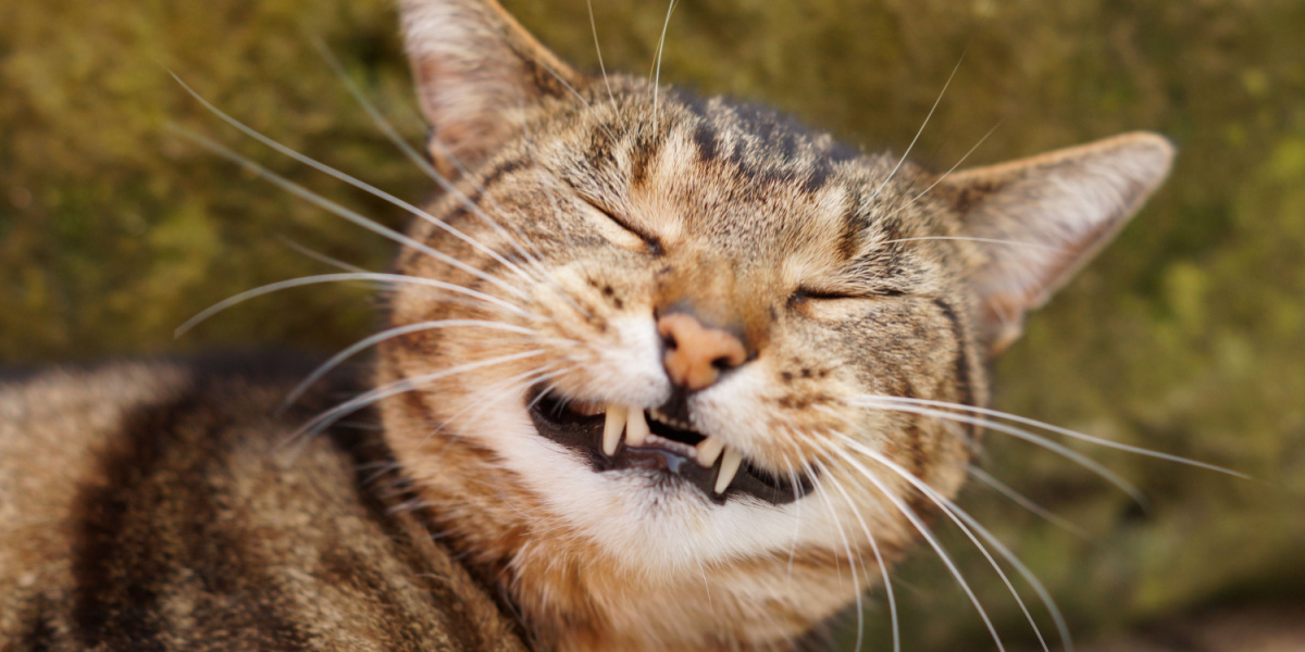 Happy smiling tabby cat 