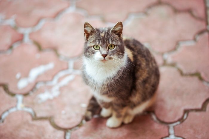 Lovely tricolor kitty rest on the red tiled pavement