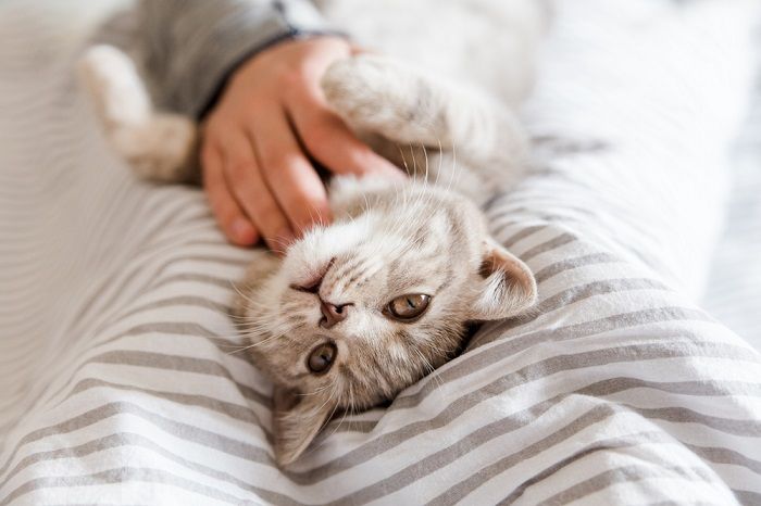 Playful and happy kitten