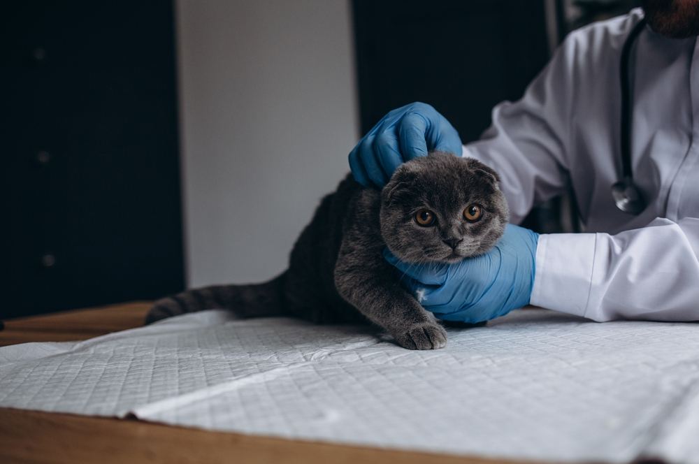 Vet examining cat