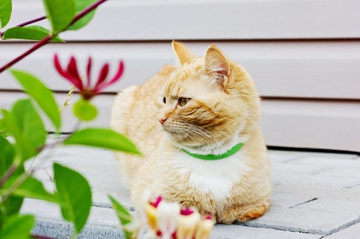 beautiful cat sitting on the road