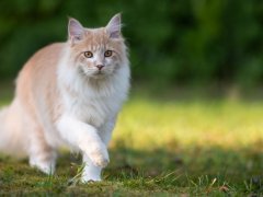 beige fawn maine coon cat on the move walking