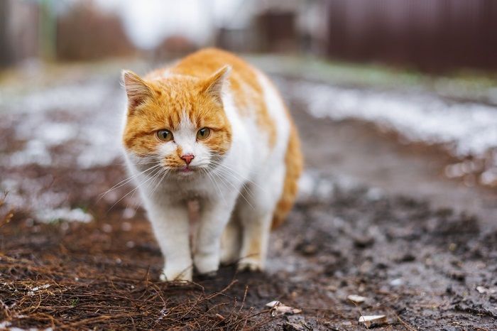 cat down on the street