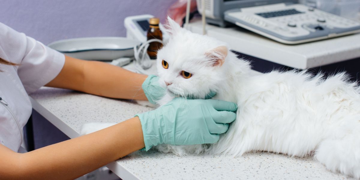 A cat being examined, possibly during a veterinary checkup or medical assessment.