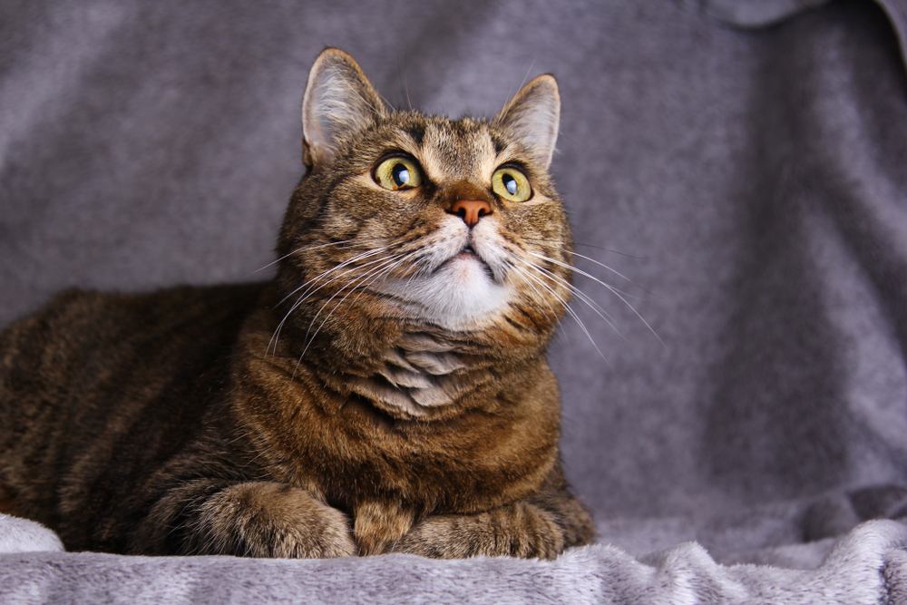 cat on a the gray sofa