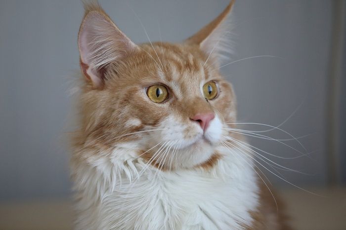 red-haired big cat sitting on the floor