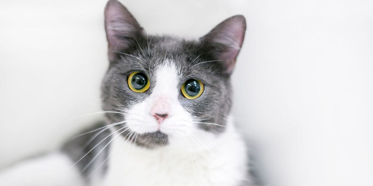 white and gray short hair with dilated pupils