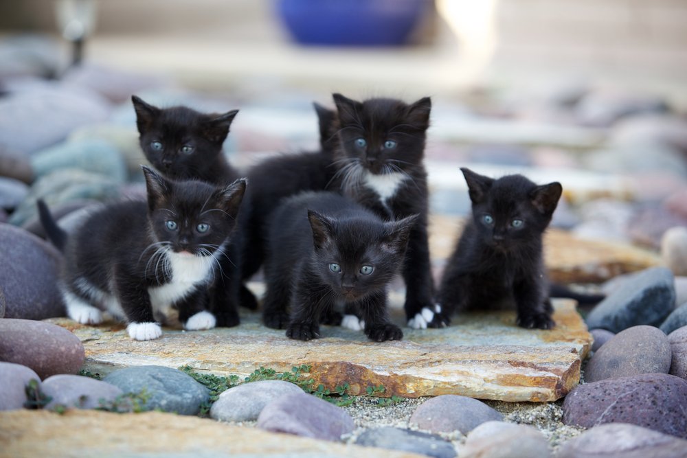 A litter of black and white kittens outside on rocks.