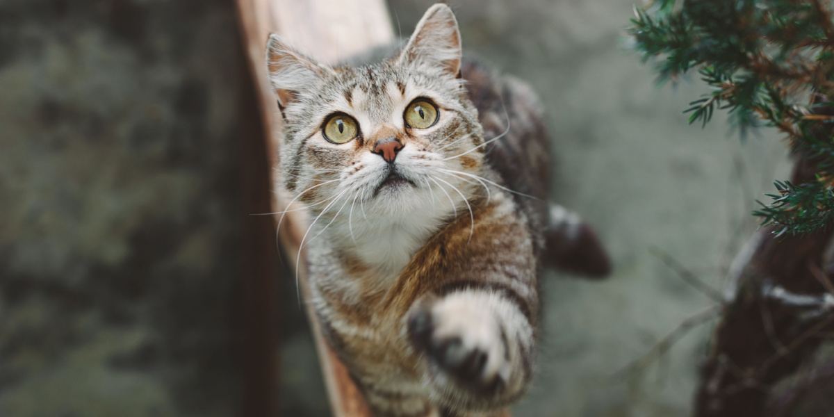 A captivating image of a beautiful short-haired striped cat sitting gracefully while raising its front paw, showcasing an elegant and poised posture that exudes charm and curiosity.