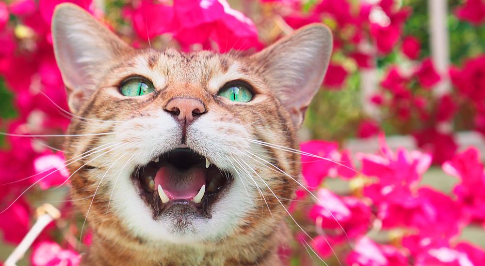 Bengal cat meowing.