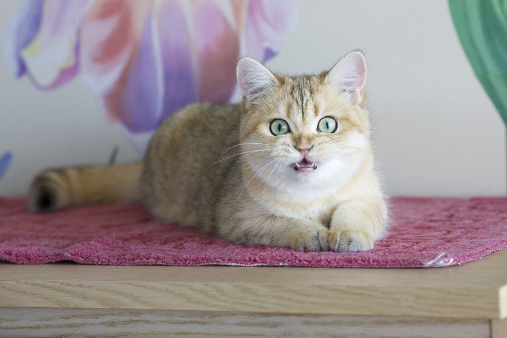 British cat emitting a squeak. 