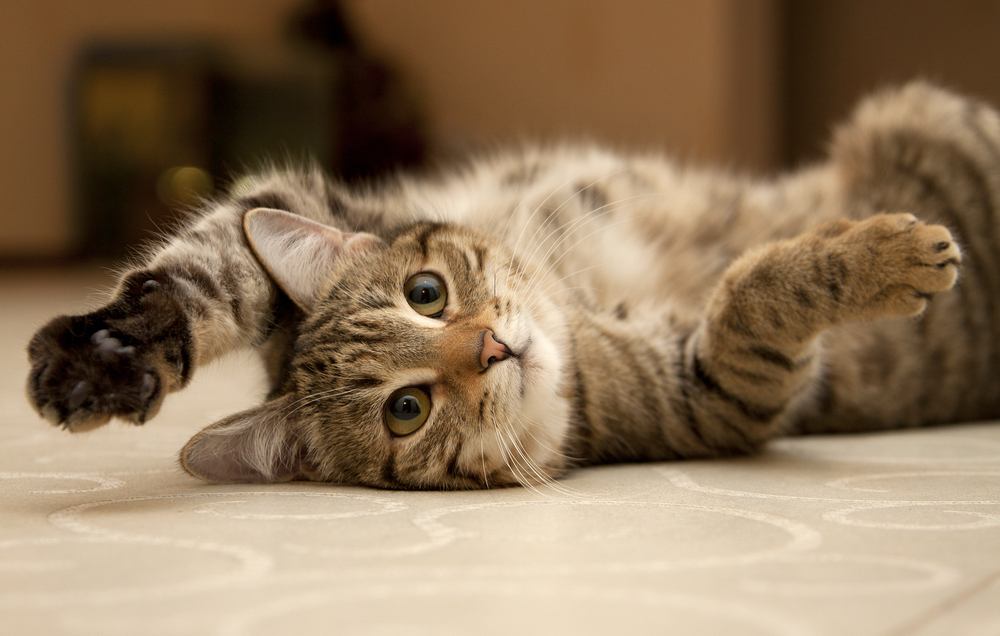 An action-packed image capturing a cat in the midst of swiping motion, highlighting the cat's swift and agile movement, possibly engaged in play or interaction with an object.