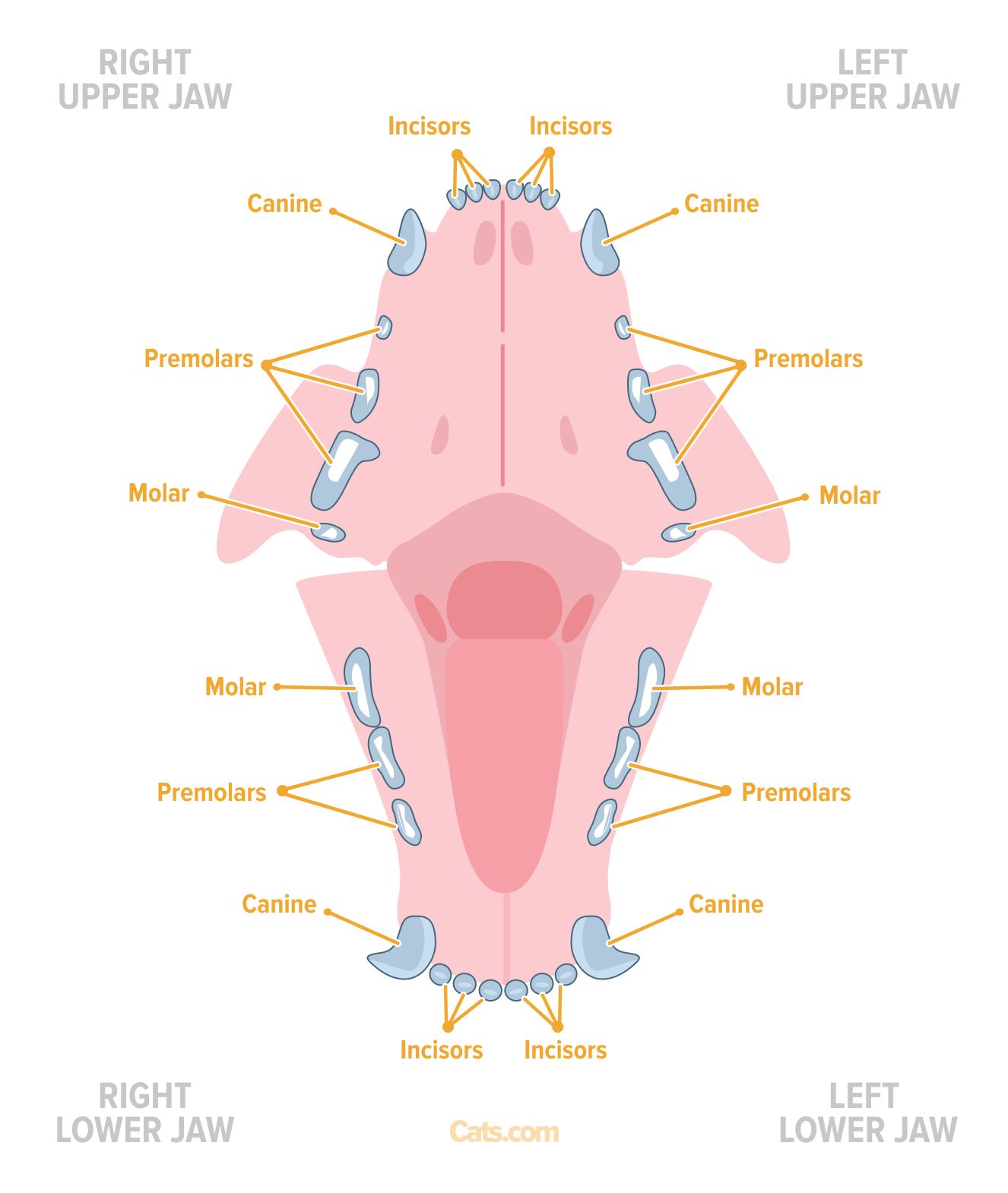 An adult cat has 30 teeth, broken into four categories—incisors, canines, premolars, and molars.