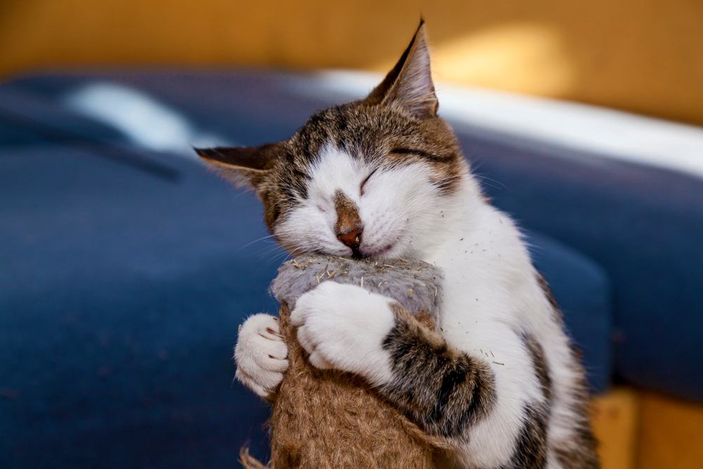 Cat licks catnip