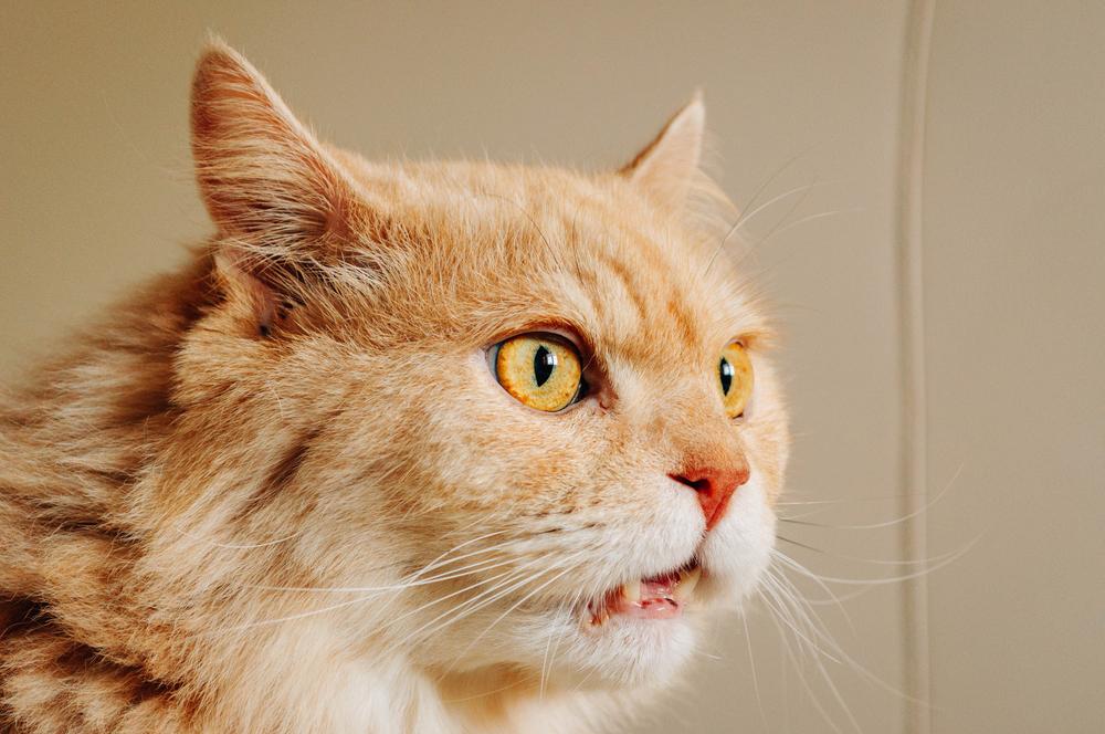 An intriguing image capturing a cat with heightened senses, appearing to sniff the air in response to an enticing scent or stimulus.