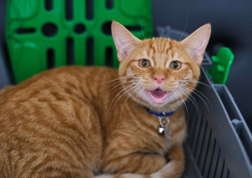 Close-up portrait of meowing red cat