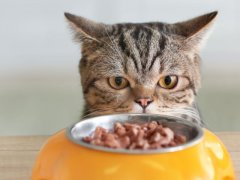 Cute cat looking at bowl with food