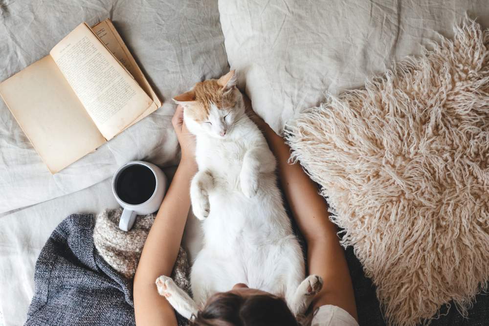 Cute ginger cat is sleeping in the bed