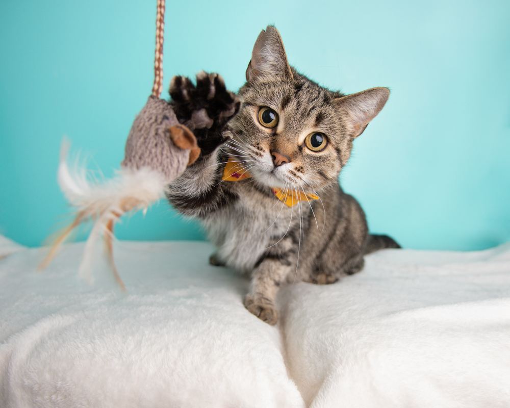 Cute short haired tabby playing with toys