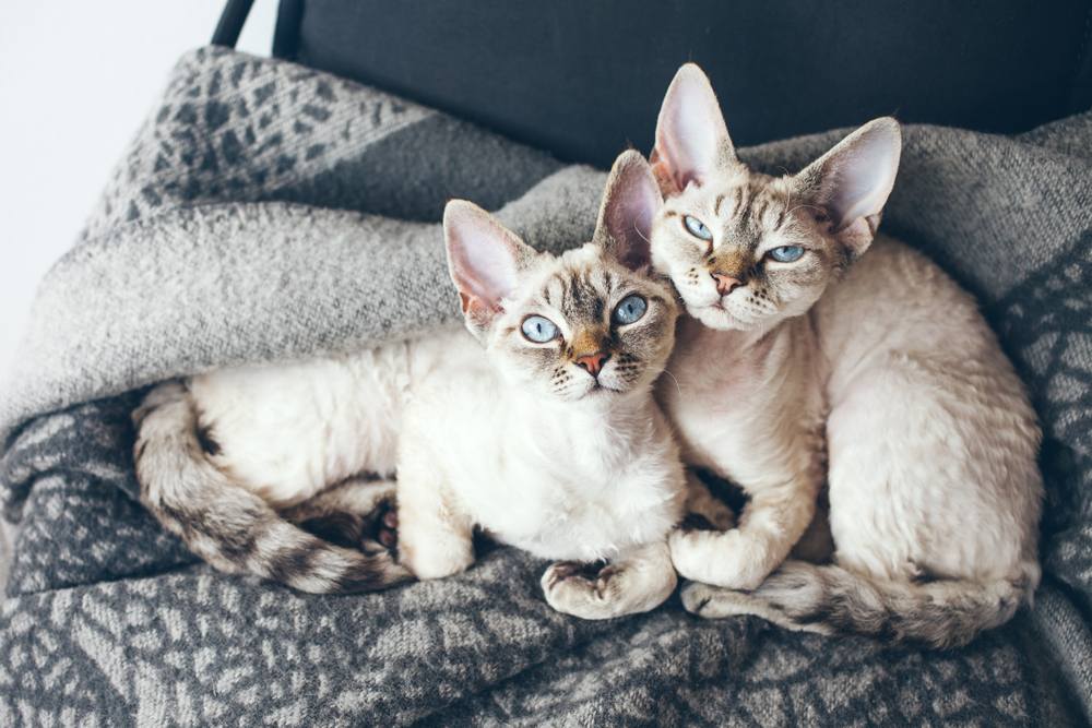 Devon Rex kittens with blue eyes