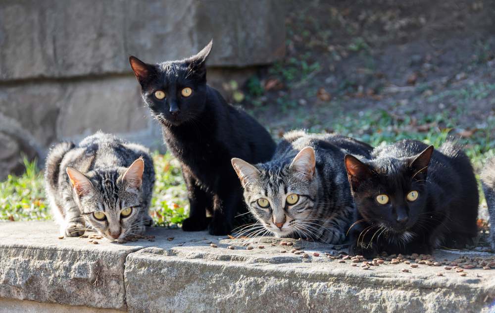 Feeding a group of wild stray cats on the street