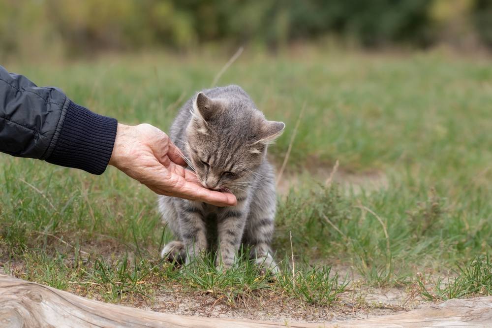 Feeding a stray cat on the street