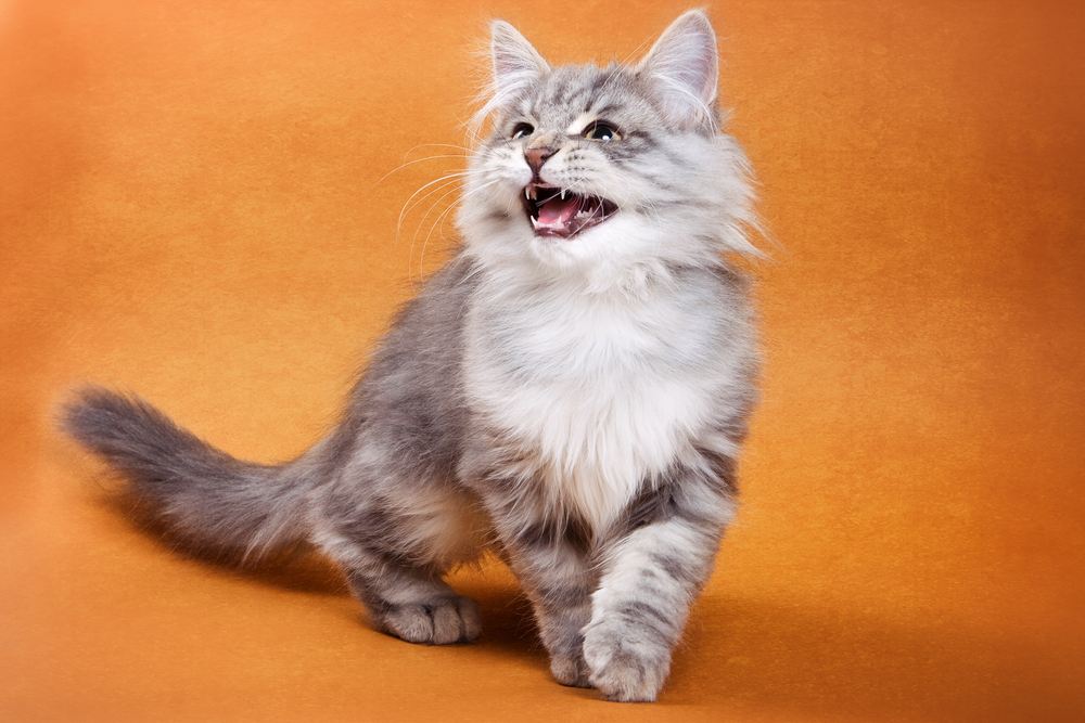 Fluffy gray cat emitting a squeak.