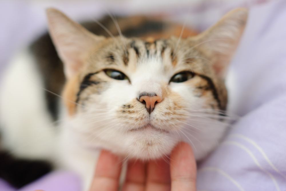 Happy cat is pleased with hand stroking