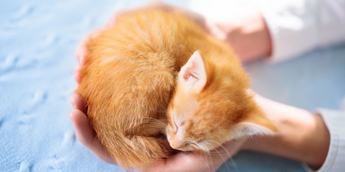 Kitten sleeping in man hands