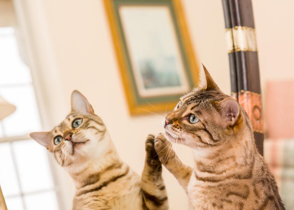 Orange and brown bengal kitten cat looking at reflection in mirror