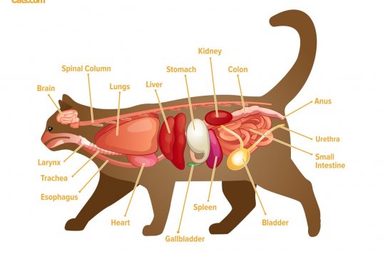 Cat Anatomy Guide