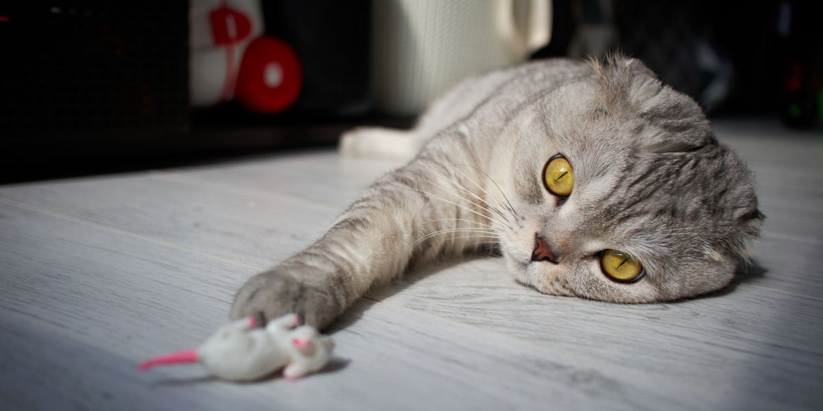 Scottish Fold cat lies on the floor and reaches with its paw