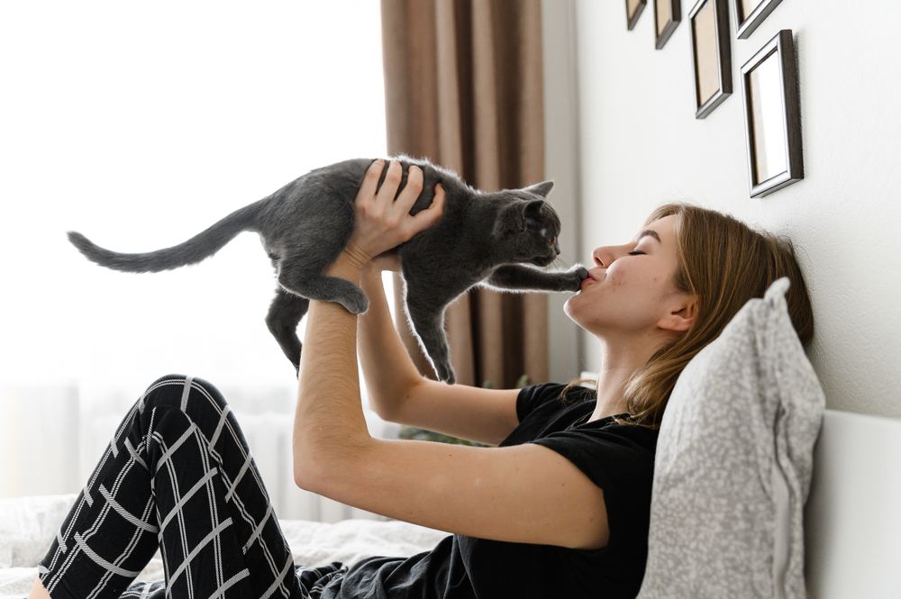 Scottish kitten in the arms of the girl