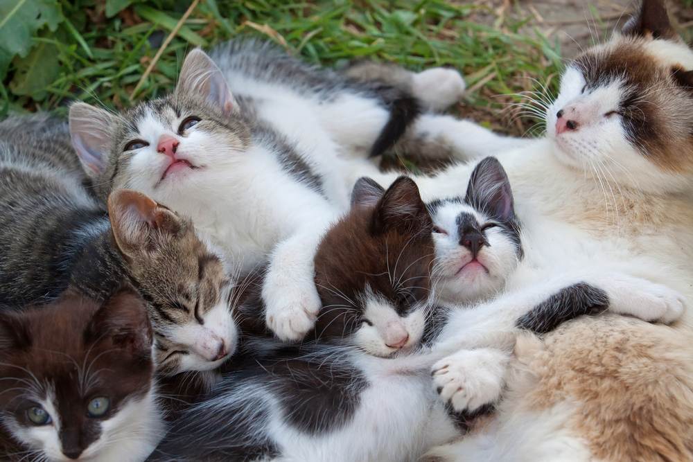 Small kittens resting outdoors