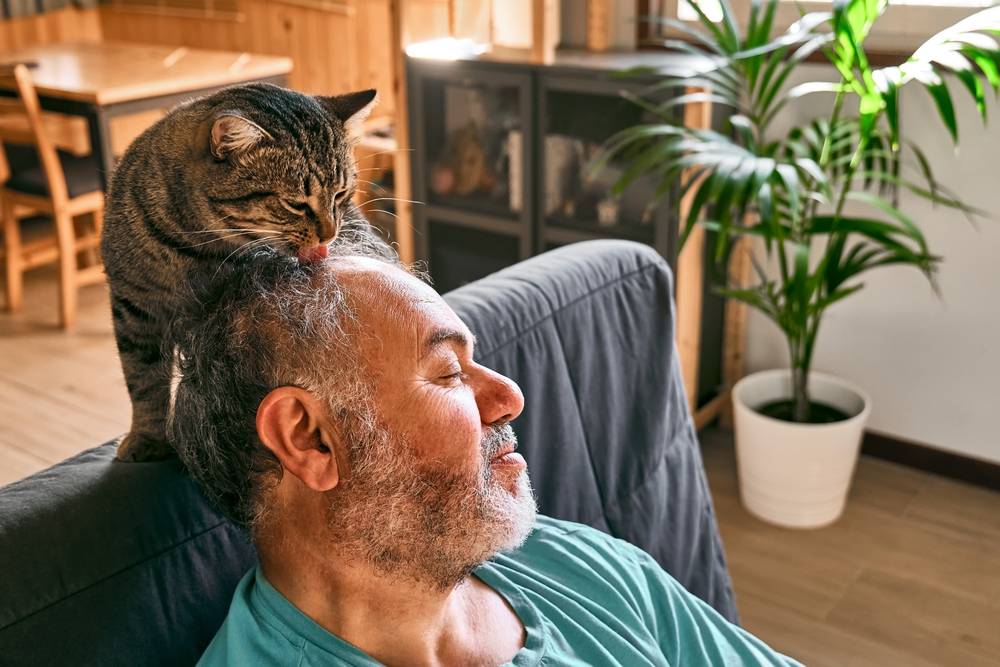 Tabby cat licking head of bearded man