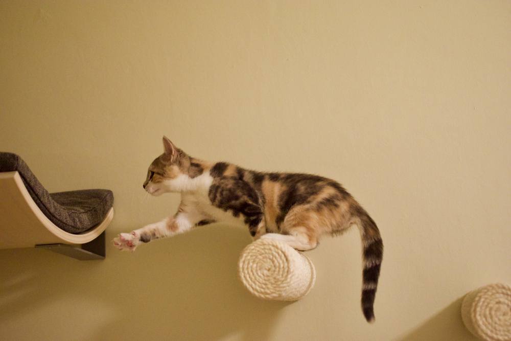 Tortoiseshell cat reaching for the final step on cat climbing wall