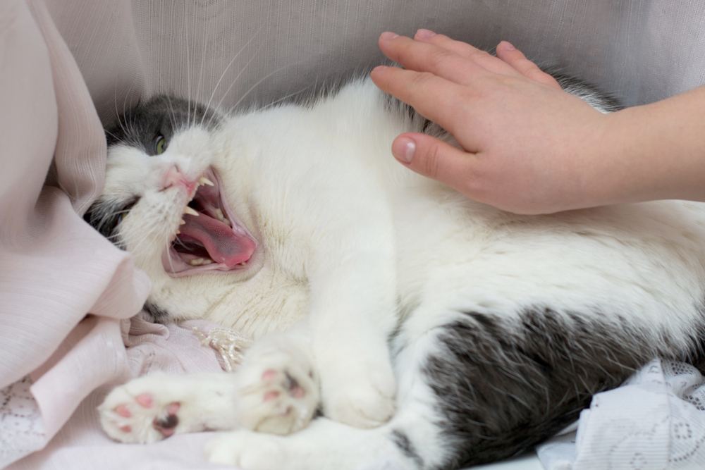 a mad cat and the owner's hand trying to pat it