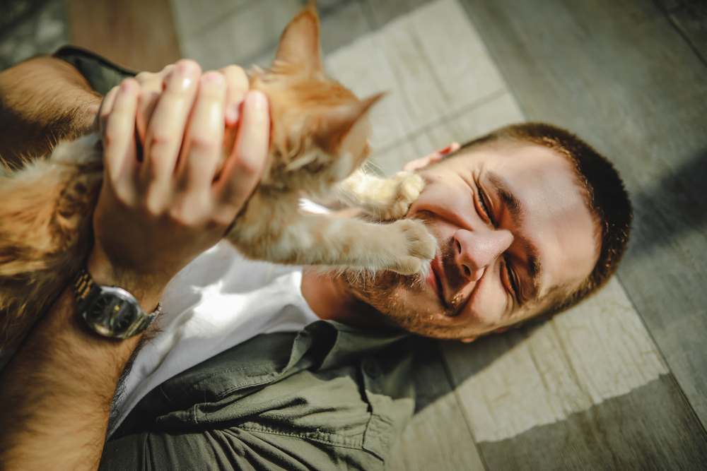 a young guy lies on the floor and hugs maine coon cats